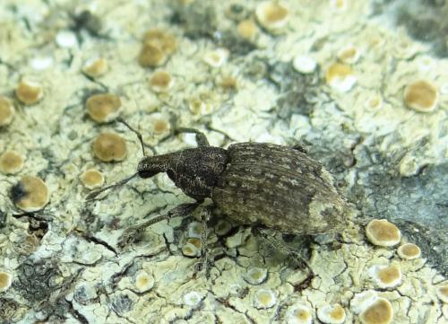 Réf. 194 436 : Graptus triguttatus